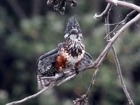 ek kyk vir jou  Gaint Kingfisher - Frieda Prinsloo 2014 : frieda